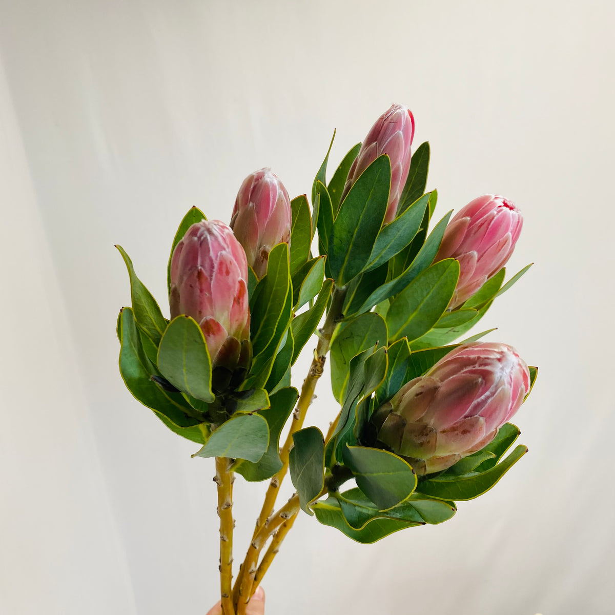 Protea &#39;Penny Pink&#39; (Various Lengths)