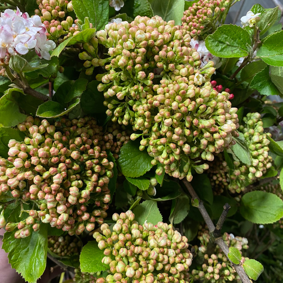 Viburnum &#39;Flowering&#39; (Wild) (Various Sizes)