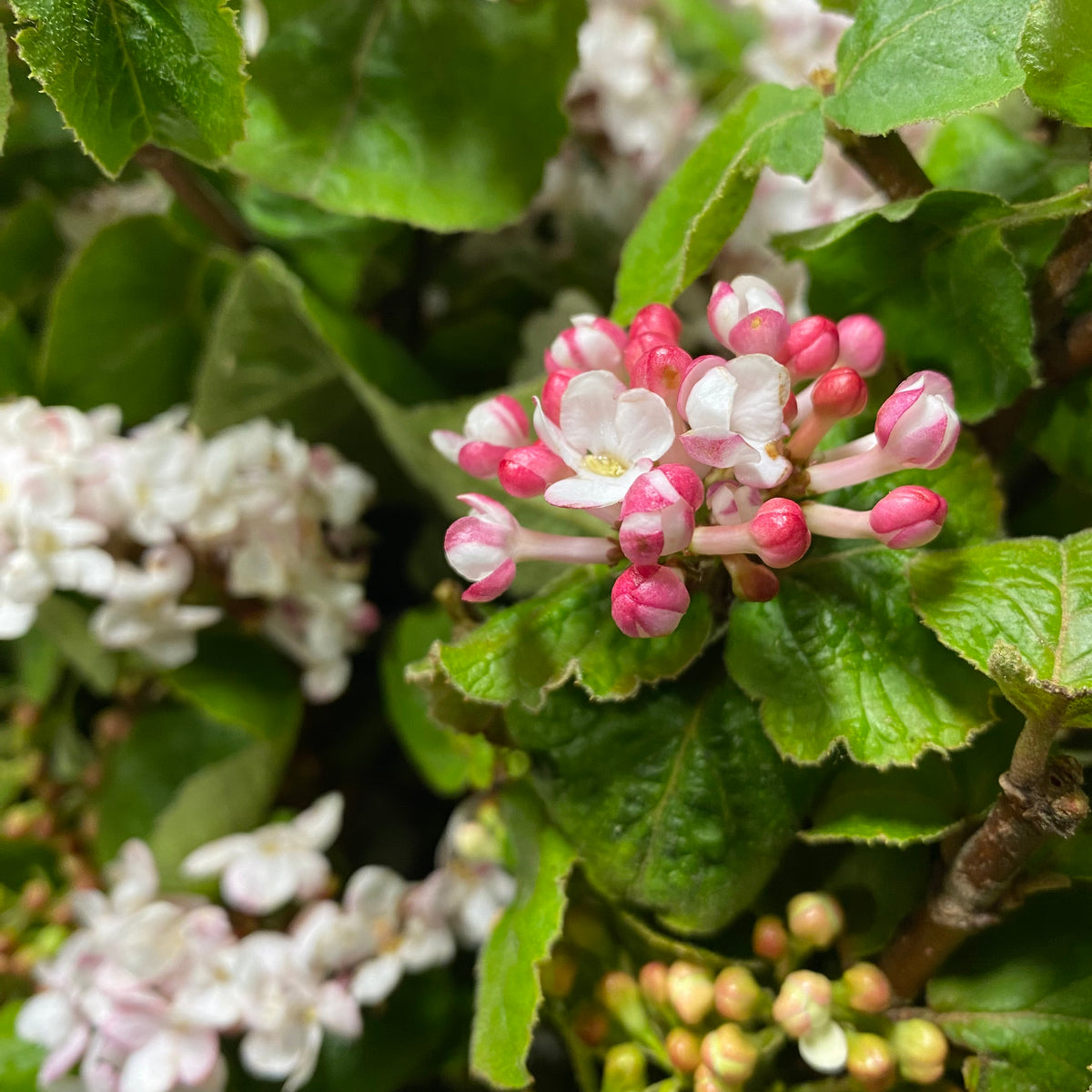 Viburnum &#39;Flowering&#39; (Wild) (Various Sizes)