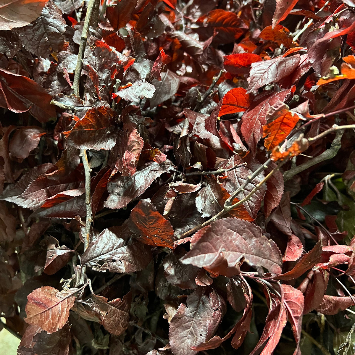 Prunus &#39;Foliage Red&#39; (Wild) (Various Sizes)