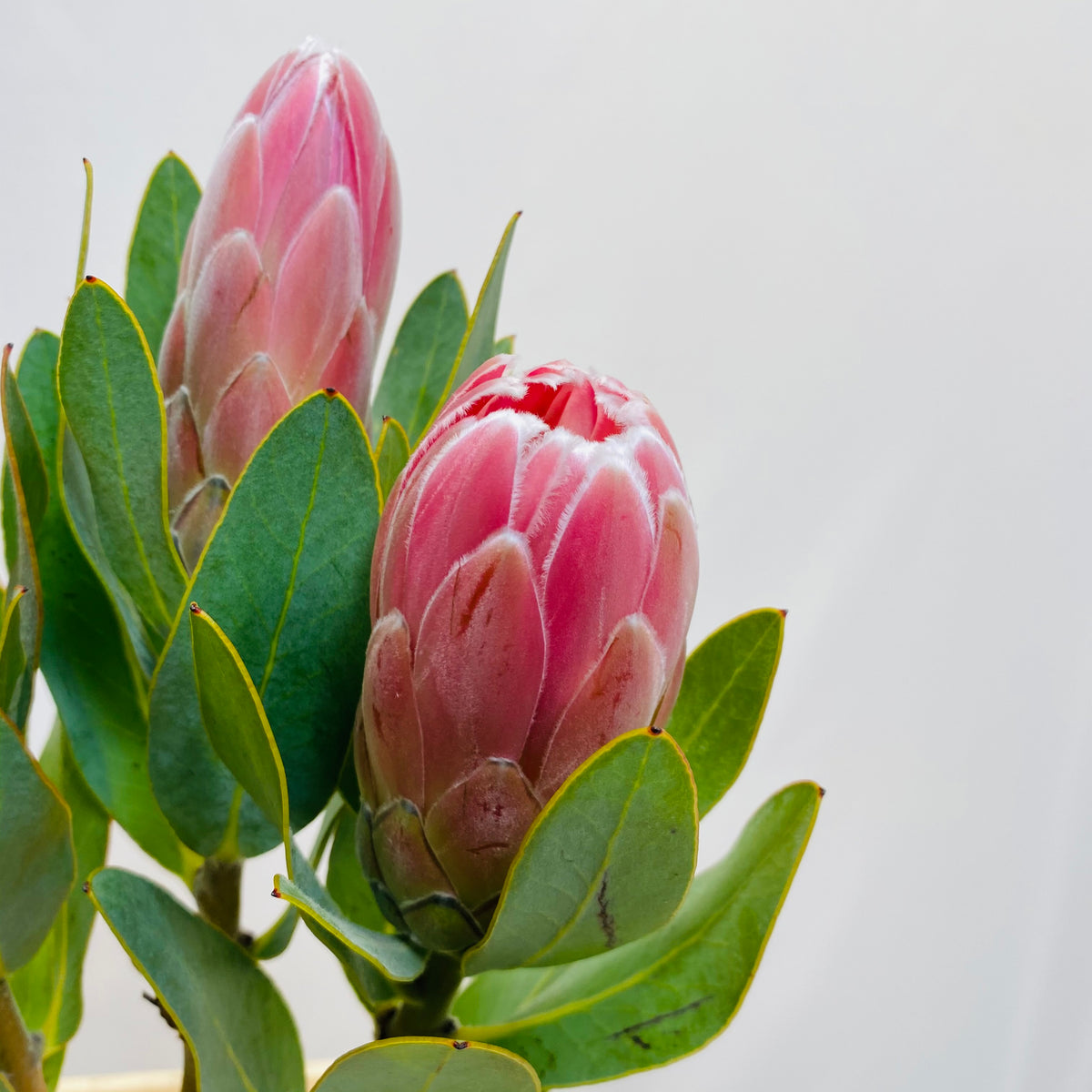 Protea &#39;Penny Pink&#39; (Various Lengths)