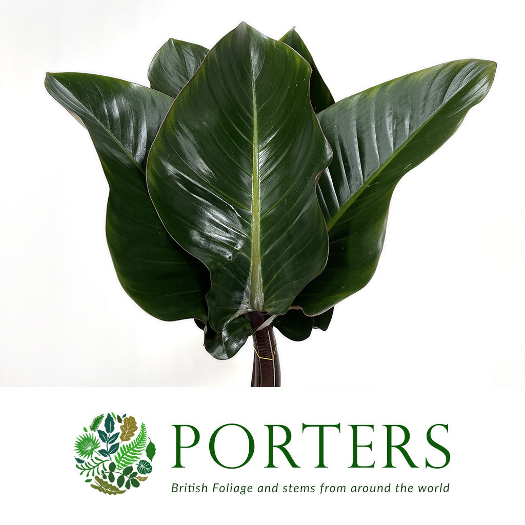 Philodendron Leaves &#39;Red Beauty&#39; (Various Lengths)