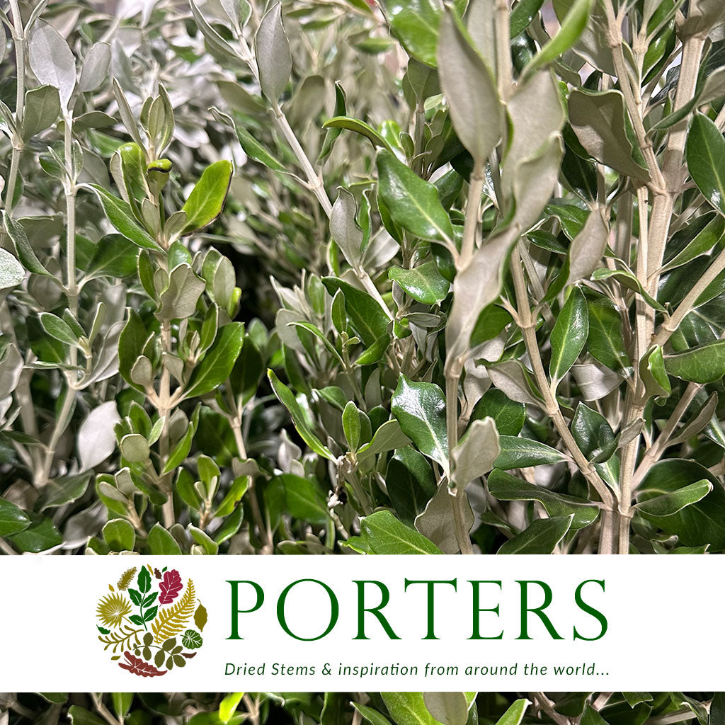 Pittosporum &#39;Ralph&#39; (Wild) (Various Sizes)