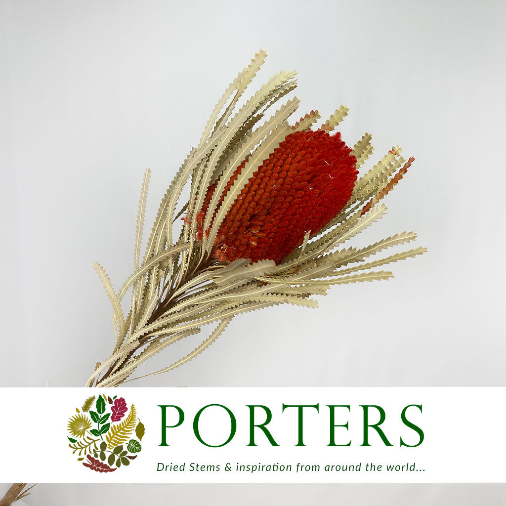 Protea &#39;Banksia&#39; (Hookeri) (Red) DRY (Various Lengths)