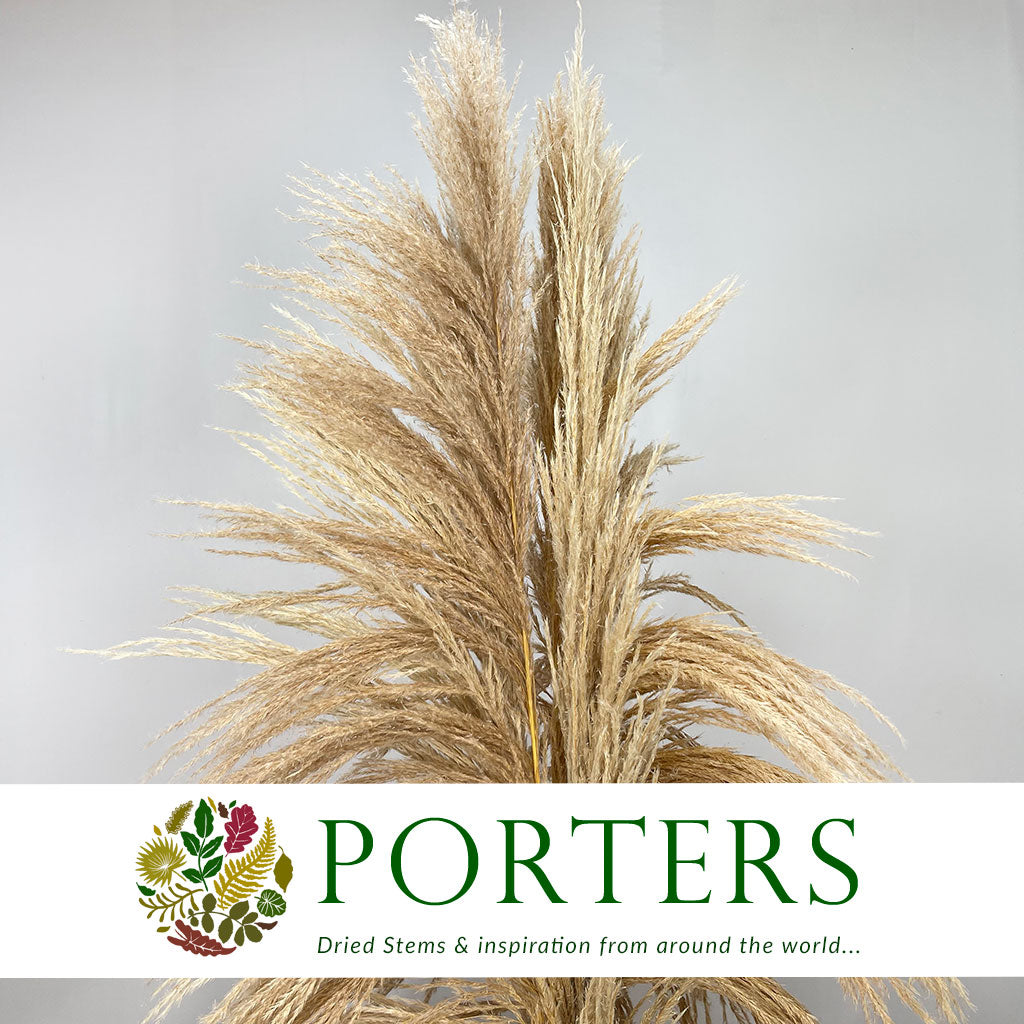 Grass &#39;Pampas&#39; (Sacuara) (Semi-Bleached) (DRY) (Various Sizes)