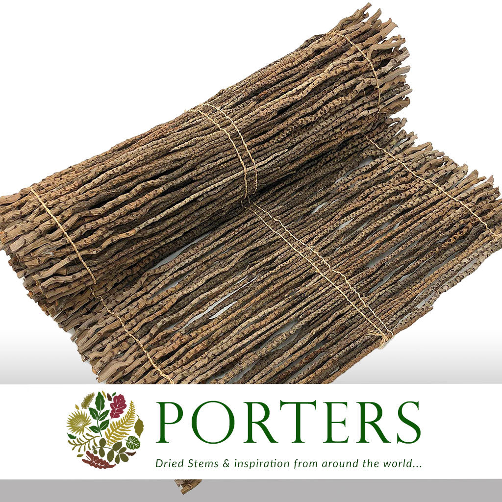 Coco &#39;Finger Runner&#39; (Natural) (DRY) (Various Sizes)