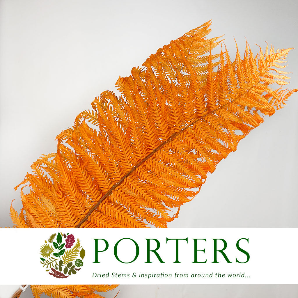 Fern &#39;Royal Fern&#39; (DRY) (Various Colours) 70cm (x5)