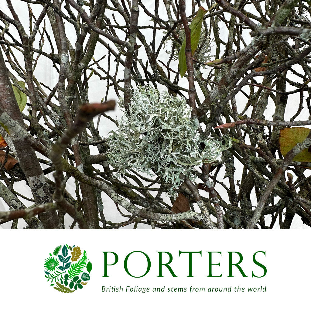 Amelanchier Twigs with Lichen Moss (Wild) (Loose Bundle)