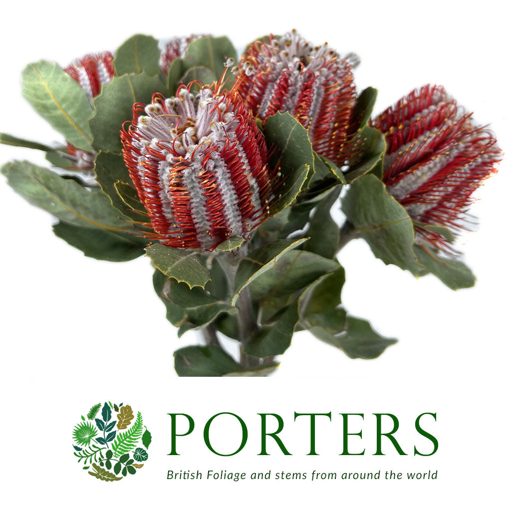 Protea &#39;Banksia&#39; (Coccinea) (Various Lengths)