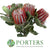 Protea 'Banksia' (Coccinea) (Various Lengths)