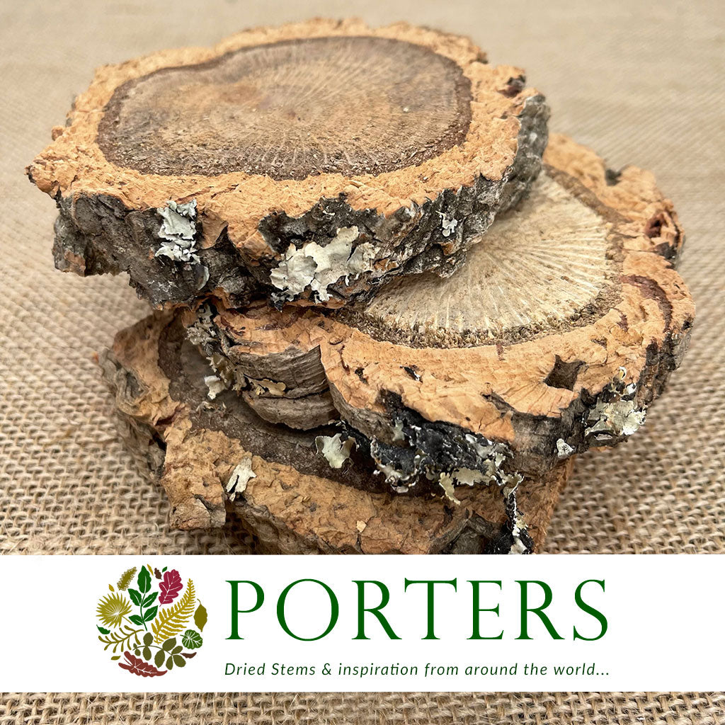 Cork Bark &#39;Slices&#39; (Round) (DRY) (Various Sizes)