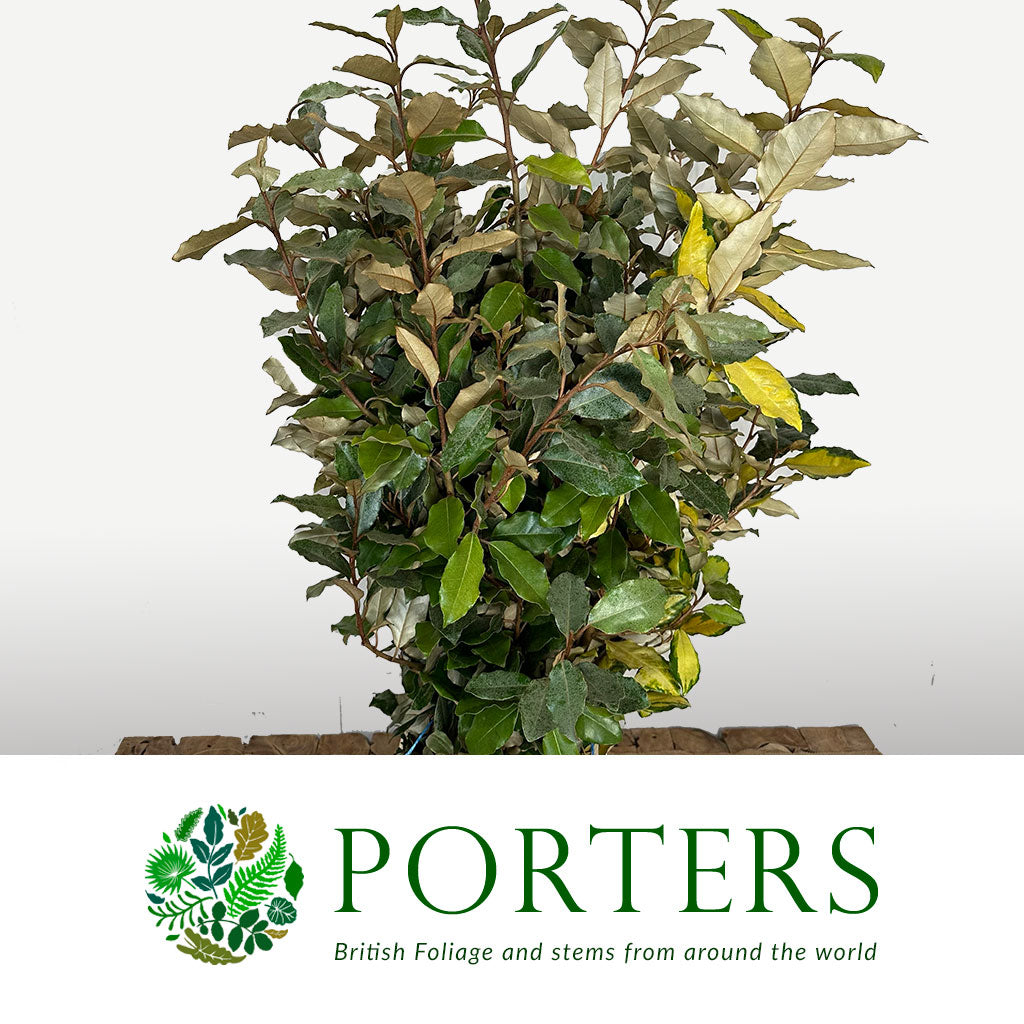 Elaeagnus &#39;Verigated&#39; Wild (Various Sizes)