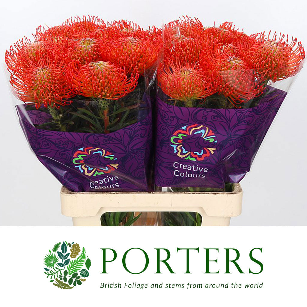 Pincushion Protea &#39;Succesion&#39; (Various Lengths)