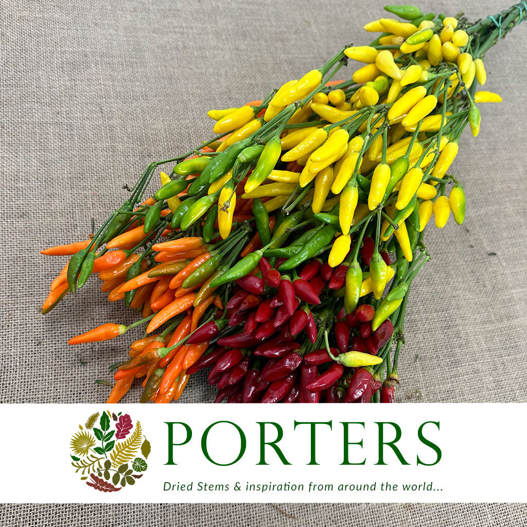 Pepper &#39;Capsicums&#39; (Mini Paprika) (Various Colours)