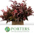 Leucothoe 'Rainbow' (Aspirated Red) (Different Sizes)