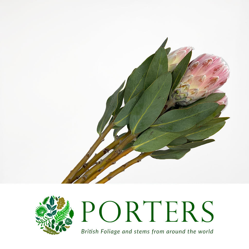 Protea &#39;Penny Pink&#39; (Various Lengths)