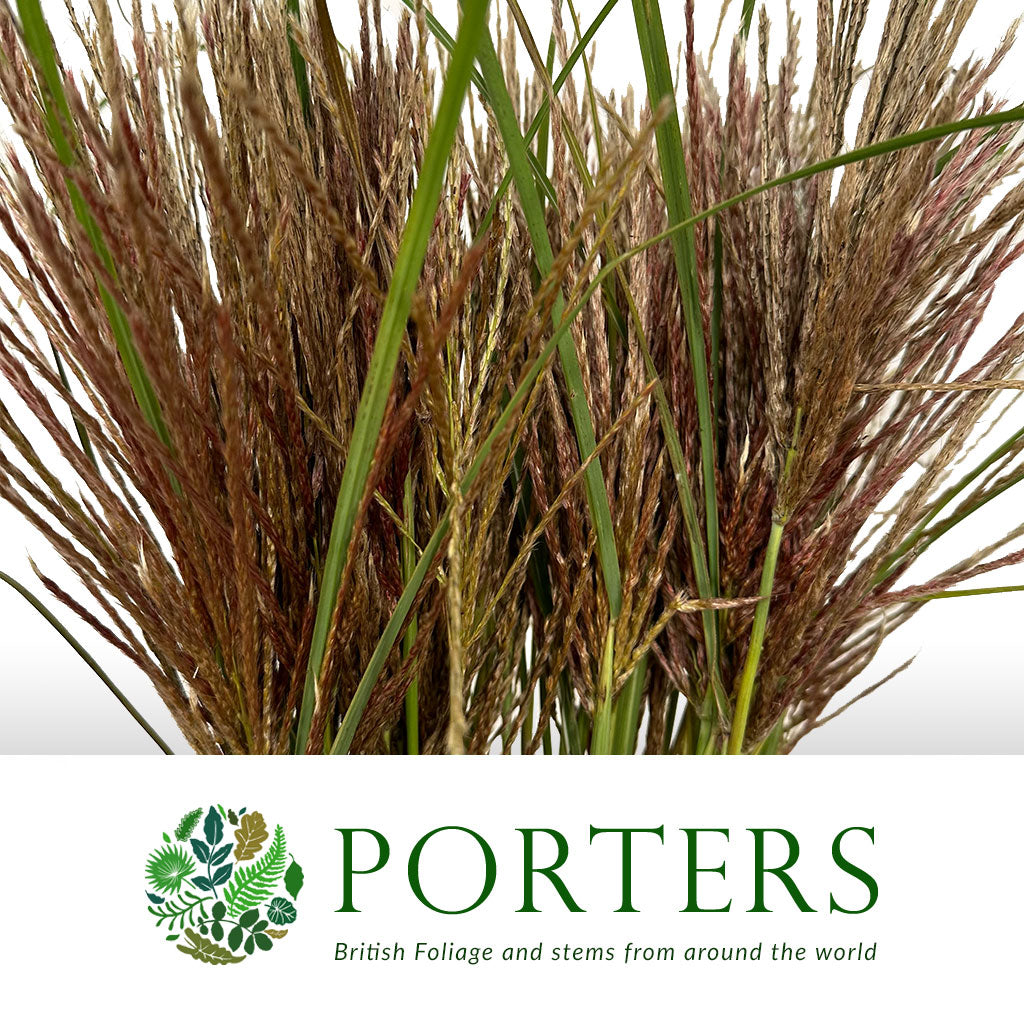 Grass &#39;Miscanthus&#39; (Rotfelder Red) (Various Lengths)