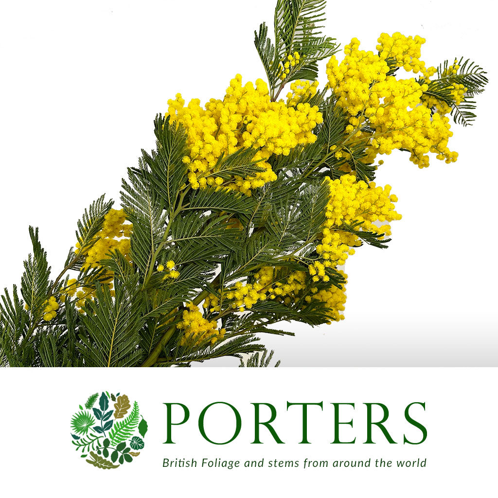 Mimosa &#39;Turner Flowering&#39; (Various Sizes)