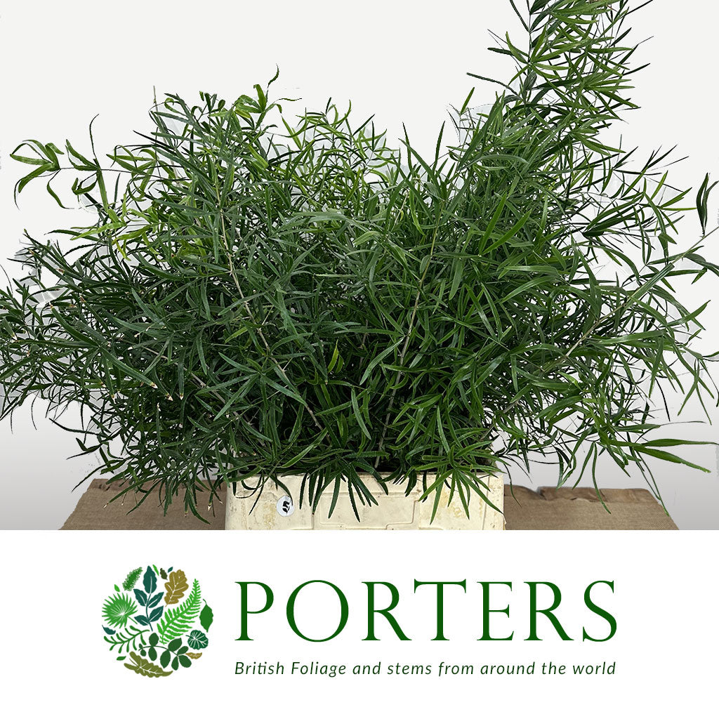 Fern &#39;Asparagus&#39; (Falcatus) (Painted) (Various Colours) 80cm (x25)