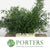 Fern 'Asparagus' (Falcatus) (Painted) (Various Colours) 80cm (x25)