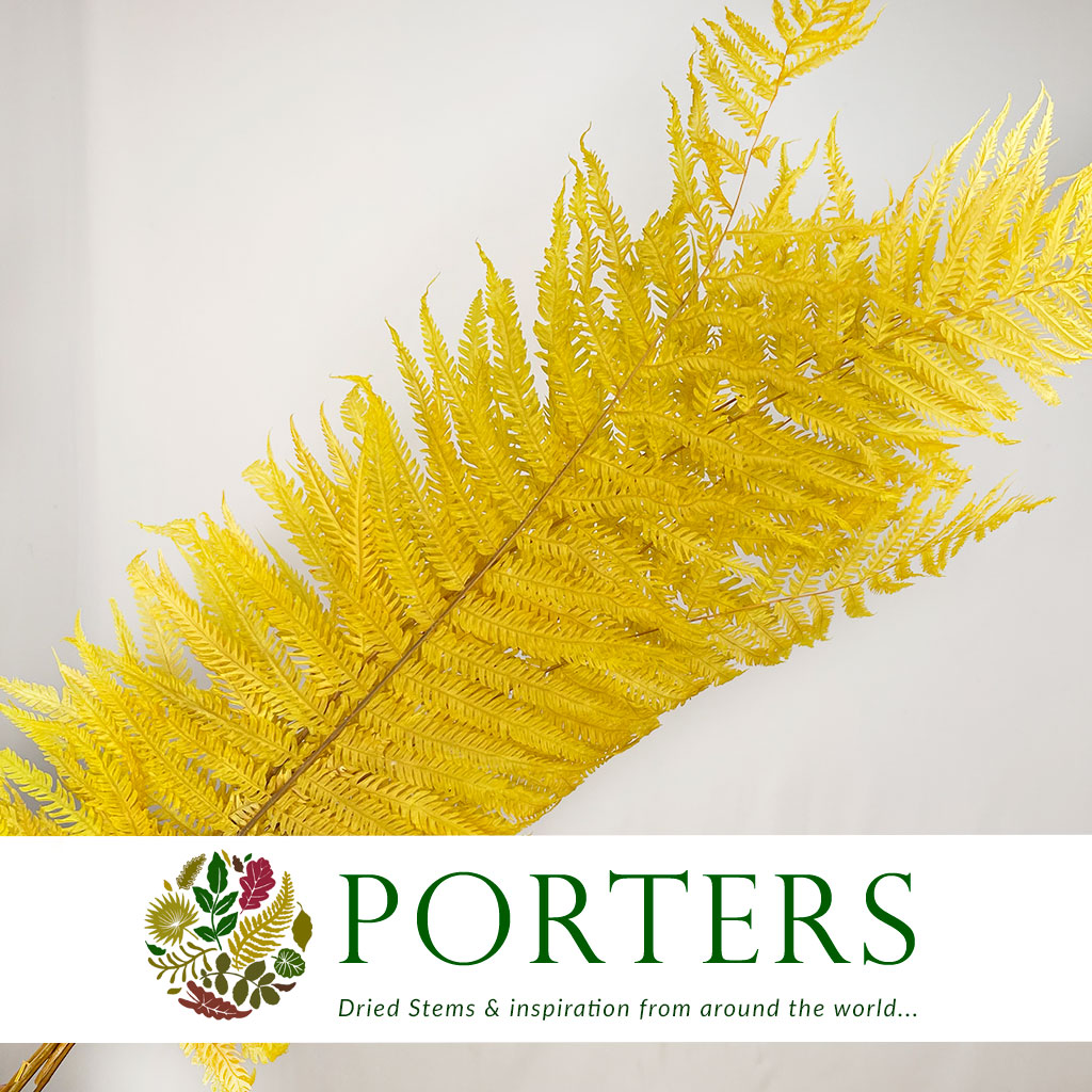 Fern &#39;Royal Fern&#39; (DRY) (Various Colours) 70cm (x5)