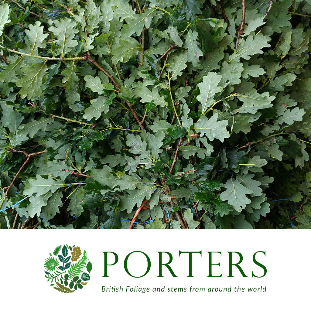 Oak &#39;Foliage&#39; (Wild) (Various Sizes))