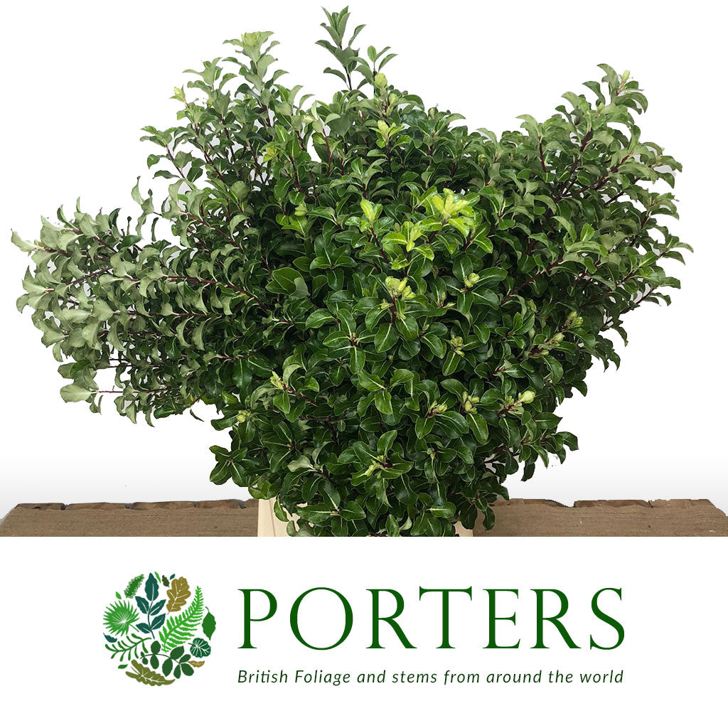 Pittosporum &#39;Green&#39; (Tenuifolia) (Wild) (Various Sizes)