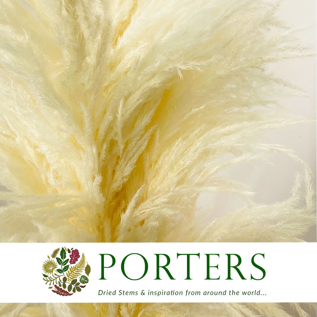 Grass &#39;Pampas&#39; (Sacuara) (Bleached) (DRY) (Various Sizes)