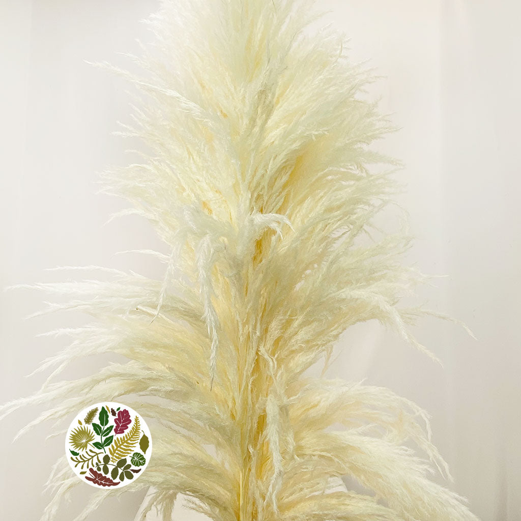 Grass &#39;Pampas&#39; (Sacuara) (Bleached) (DRY) (Various Sizes)