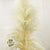 Grass 'Pampas' (Sacuara) (Bleached) (DRY) (Various Sizes)