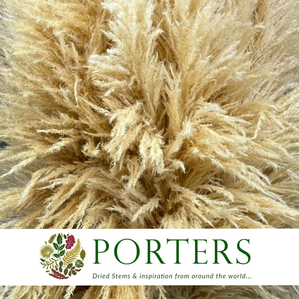 Grass &#39;Pampas&#39; (Sacuara) (Bleached) (DRY) (Various Sizes)