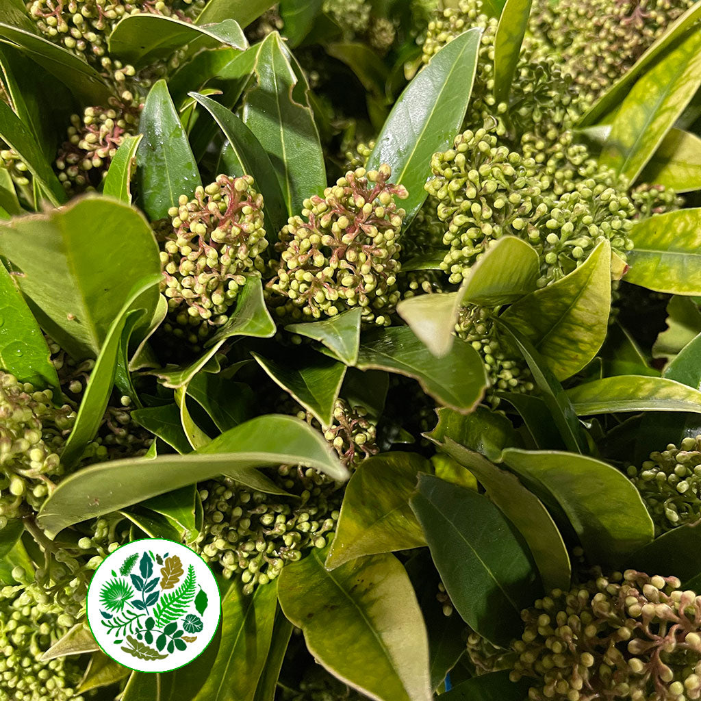 Skimmia &#39;Wild&#39; (Various Sizes)