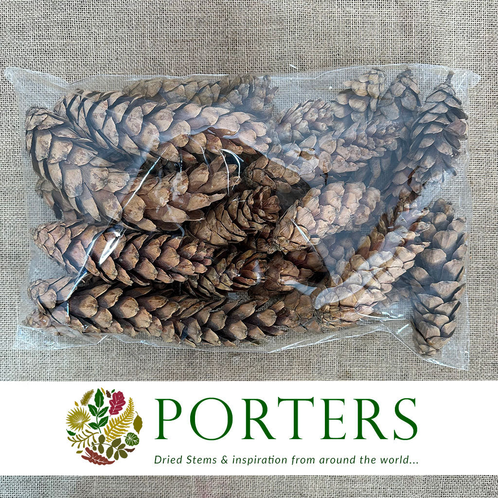 Cones &#39;Strobus&#39; (Natural) (DRY) (Various Sizes)