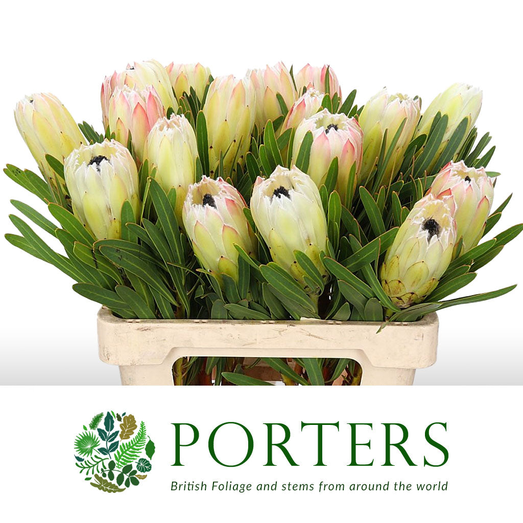 Protea &#39;White Night&#39; (Various Lengths)