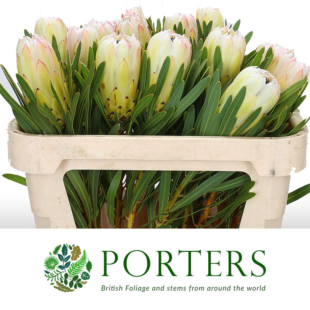 Protea &#39;White Night&#39; (Various Lengths)