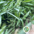 Fern 'Asparagus' (Babylonia) (Various Lengths)