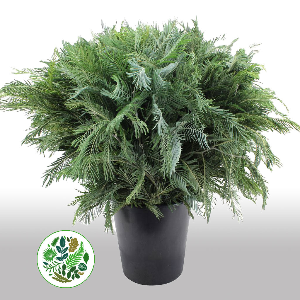 Mimosa &#39;Silver Queen&#39; 55cm (x10)