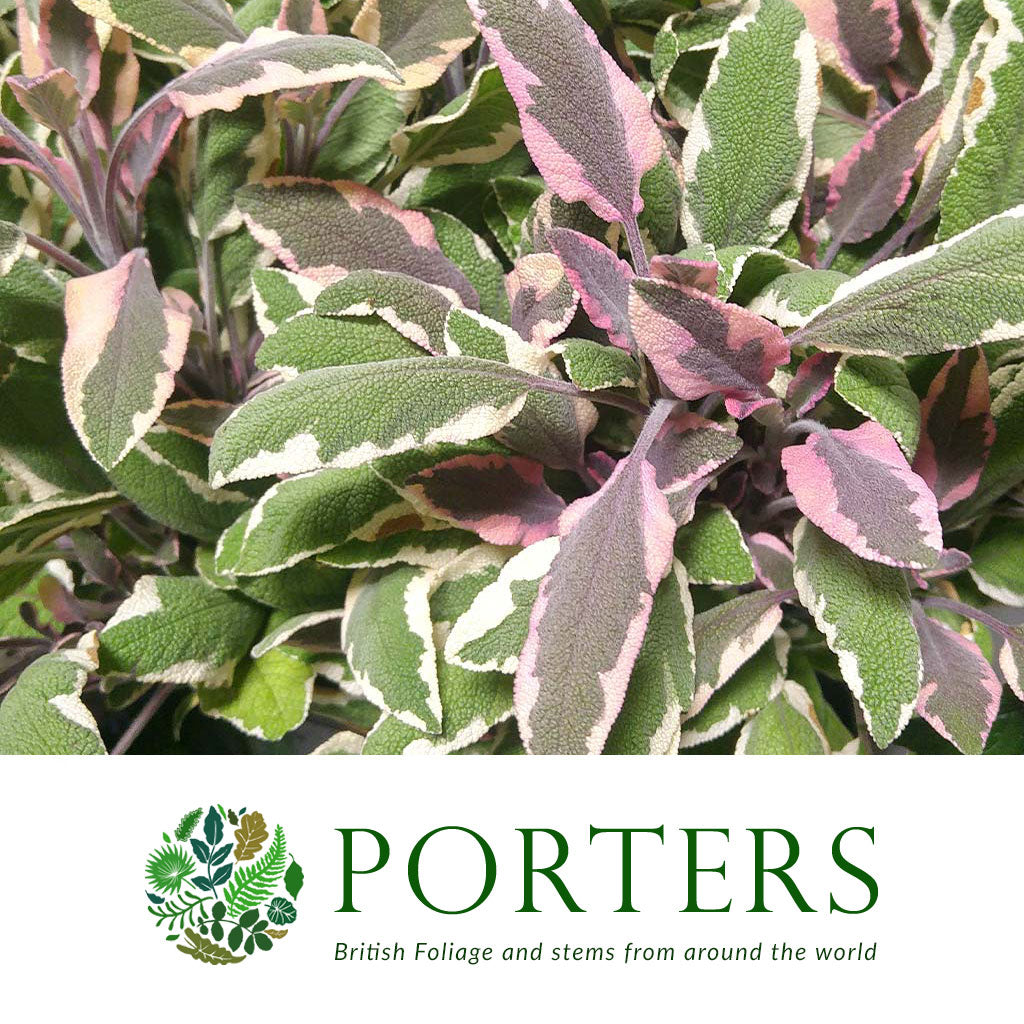 Sage &#39;Tricolour Herb&#39; (Cultivated E) 50cm (x10)