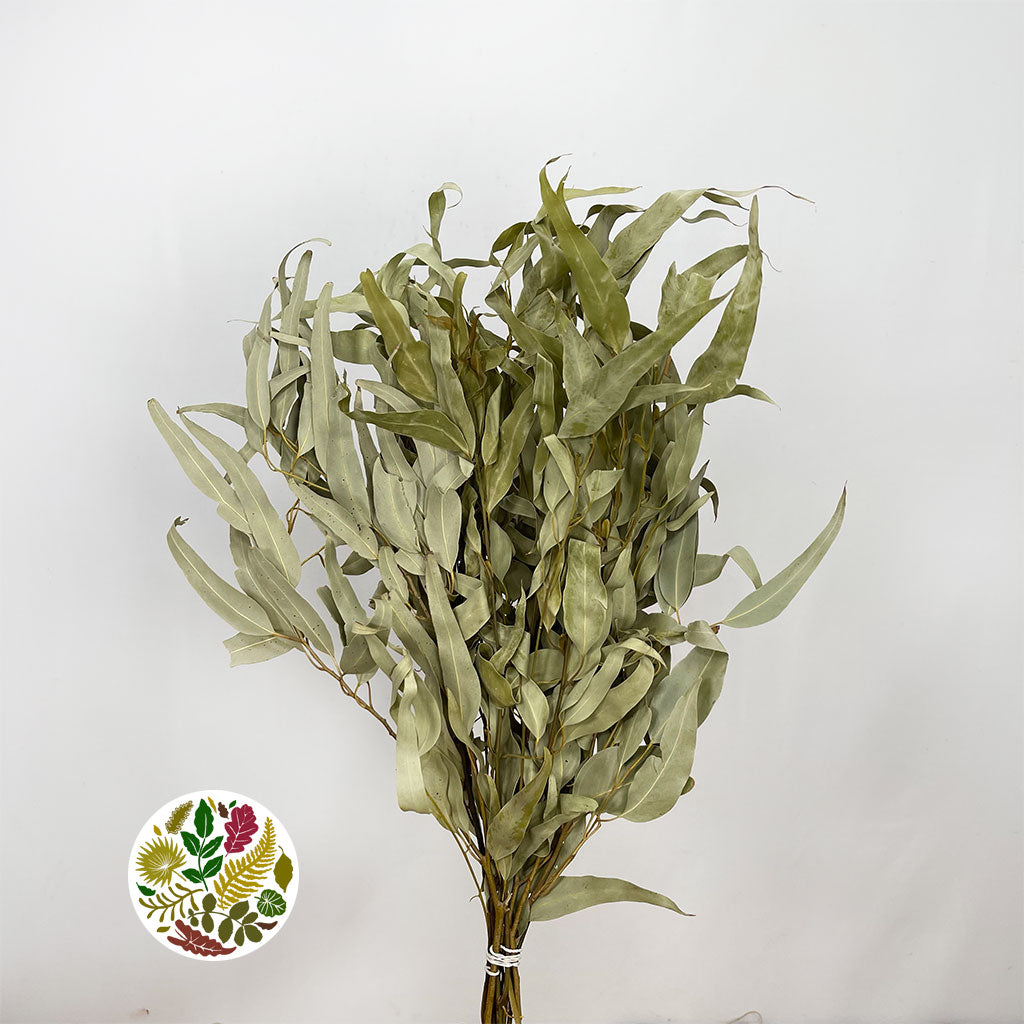 Eucalyptus &#39;Willow&#39; (Natural) (DRY) 55cm