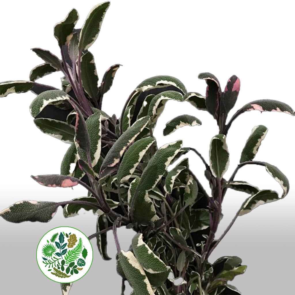 Sage &#39;Tricolour Herb&#39; (Cultivated E) 50cm (x10)