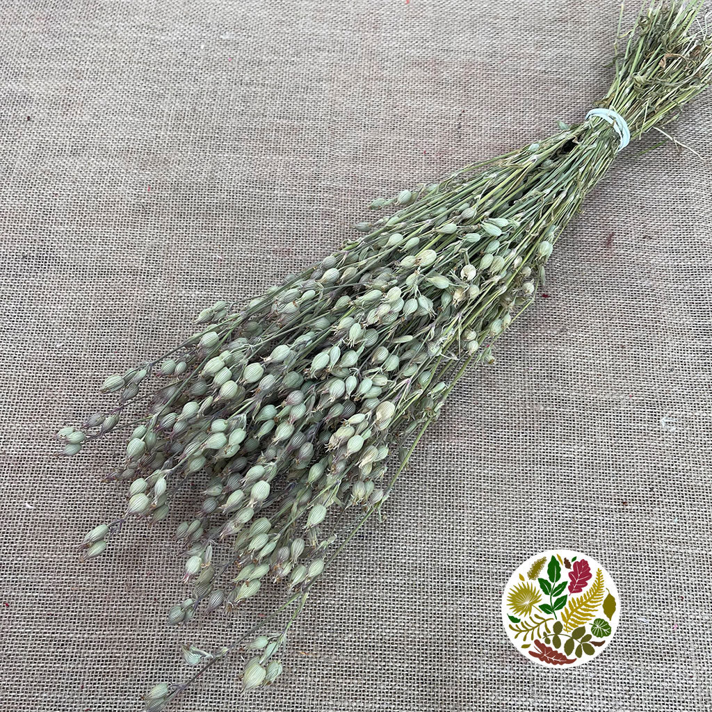 Grass &#39;Silene Conica&#39; (Natural) (DRY) 60cm