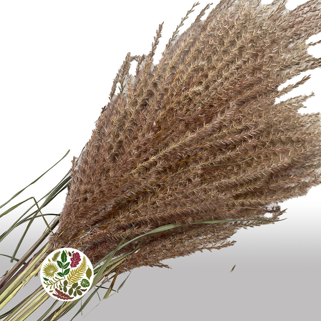 Grass &#39;Miscanthus&#39; (DRY) (Cultivated E) 120cm (x10)