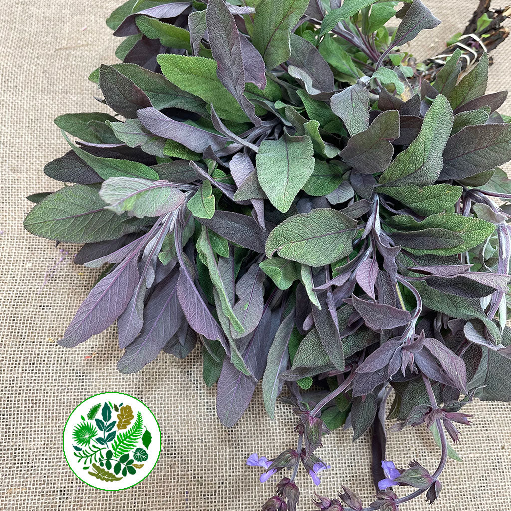 Sage &#39;Purple Herb&#39; (Cultivated E) 50cm (x10)