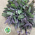 Sage 'Purple Herb' (Cultivated E) 50cm (x10)