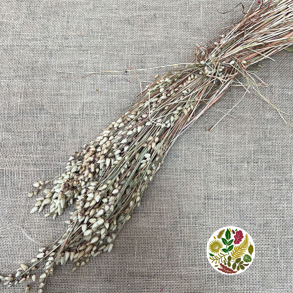 Grass &#39;Briza&#39; (Natural) (DRY) 50cm