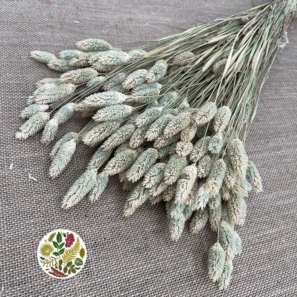 Grass &#39;Phalaris&#39; (Natural) (DRY) 60cm