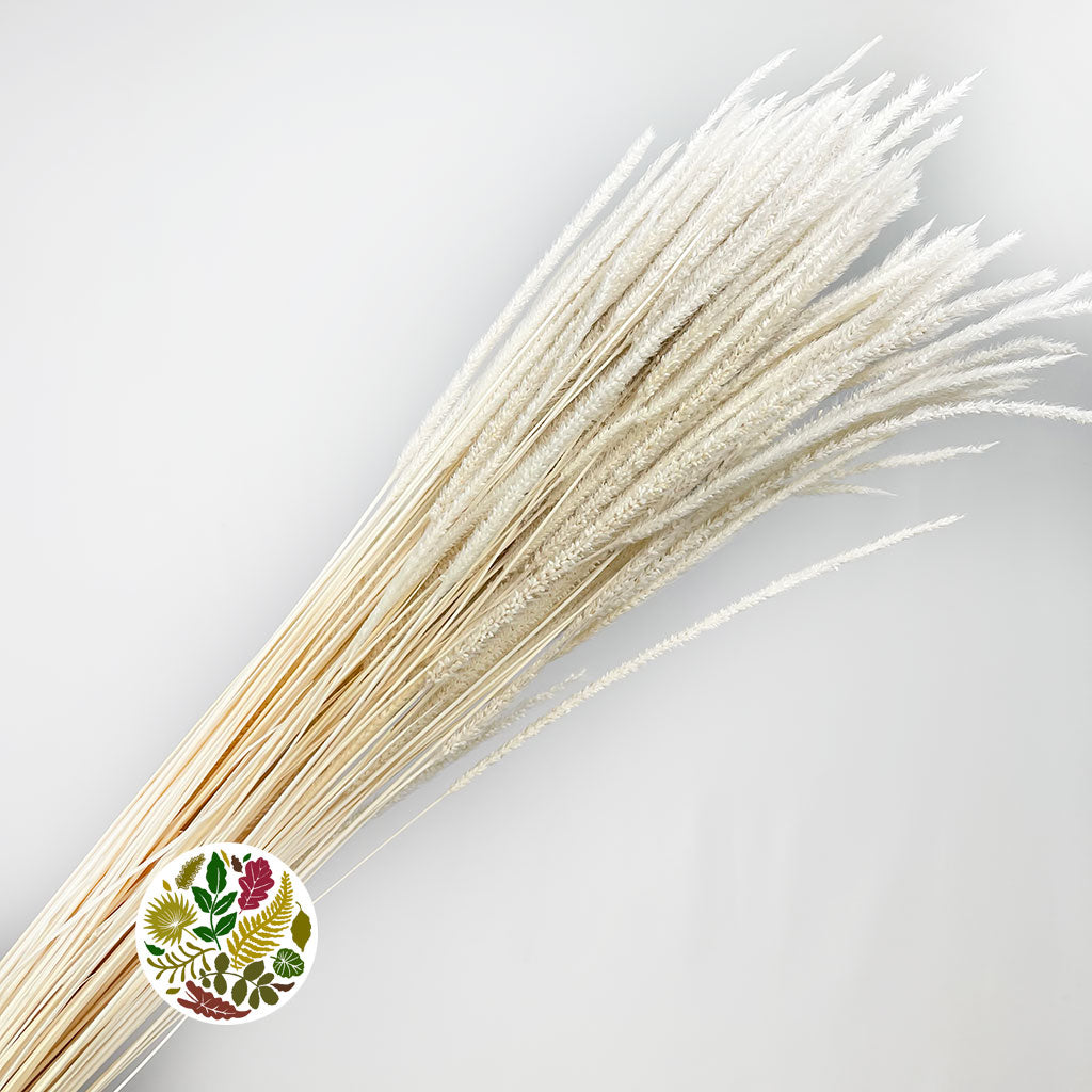 Grass &#39;Blades&#39; (Bleached) (DRY) (100g)