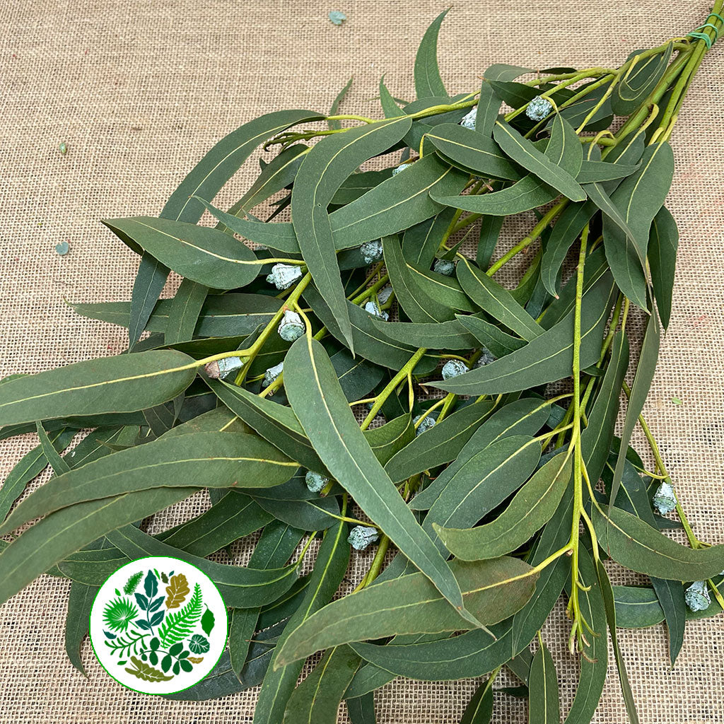 Eucalyptus &#39;Victoria Berried&#39; (300g)