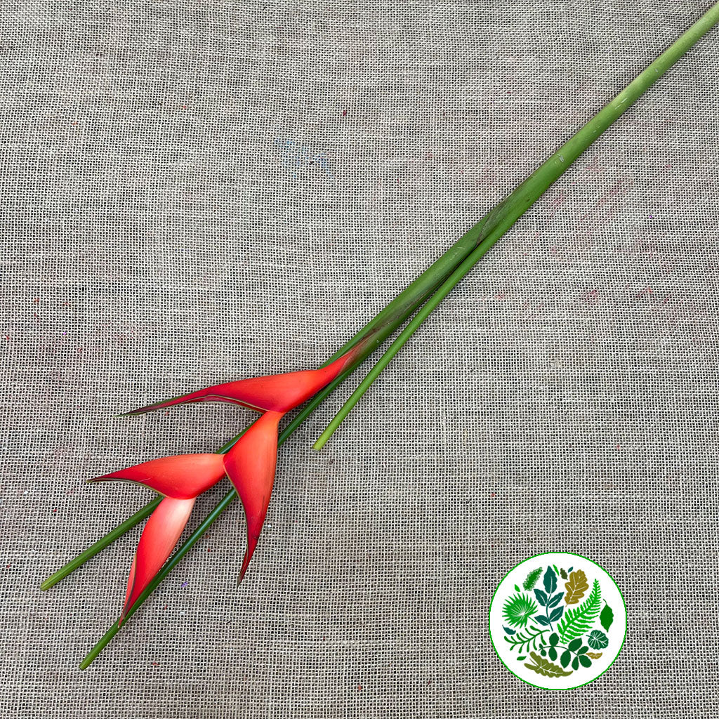 Heliconia &#39;Red Stricta Tropical&#39; Small (Per Stem)