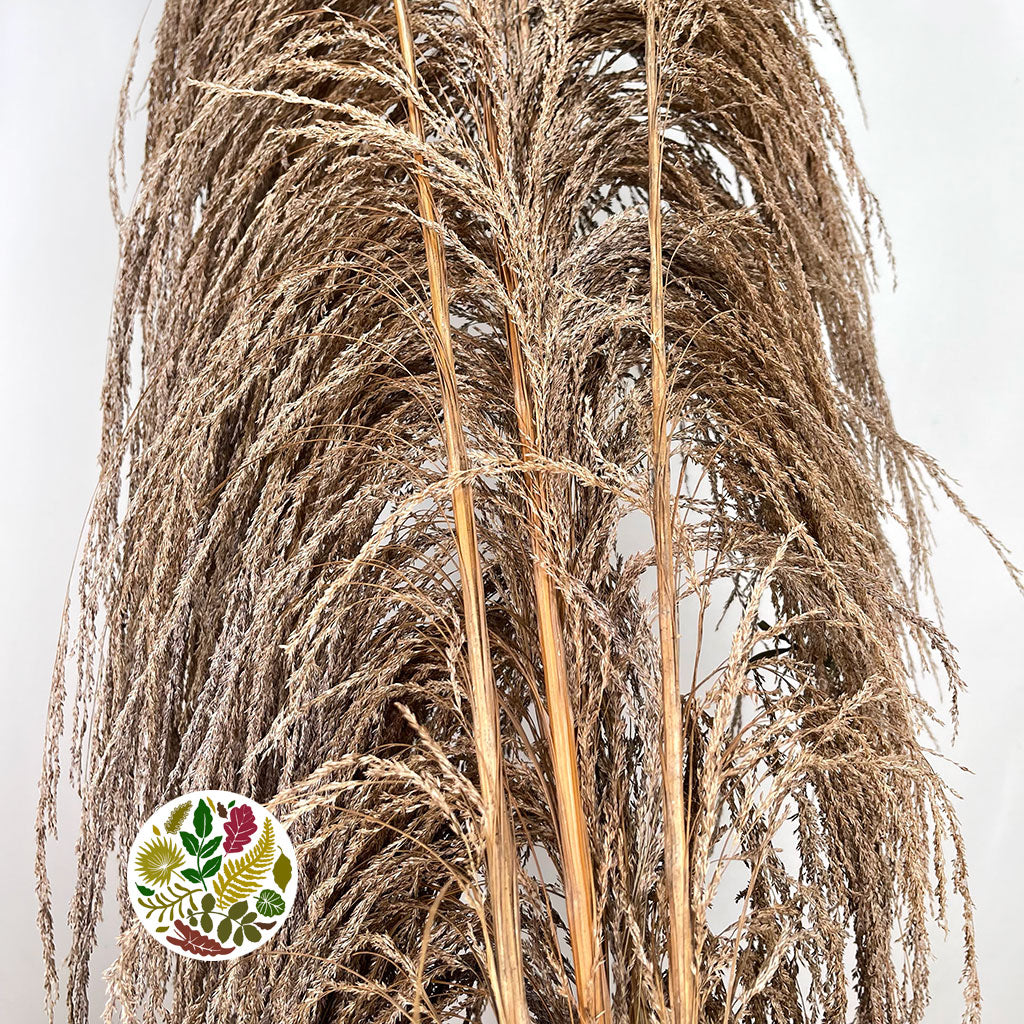 Grass &#39;Pampas&#39; (Uva Stalk) (Natural) DRY 220cm (x5)